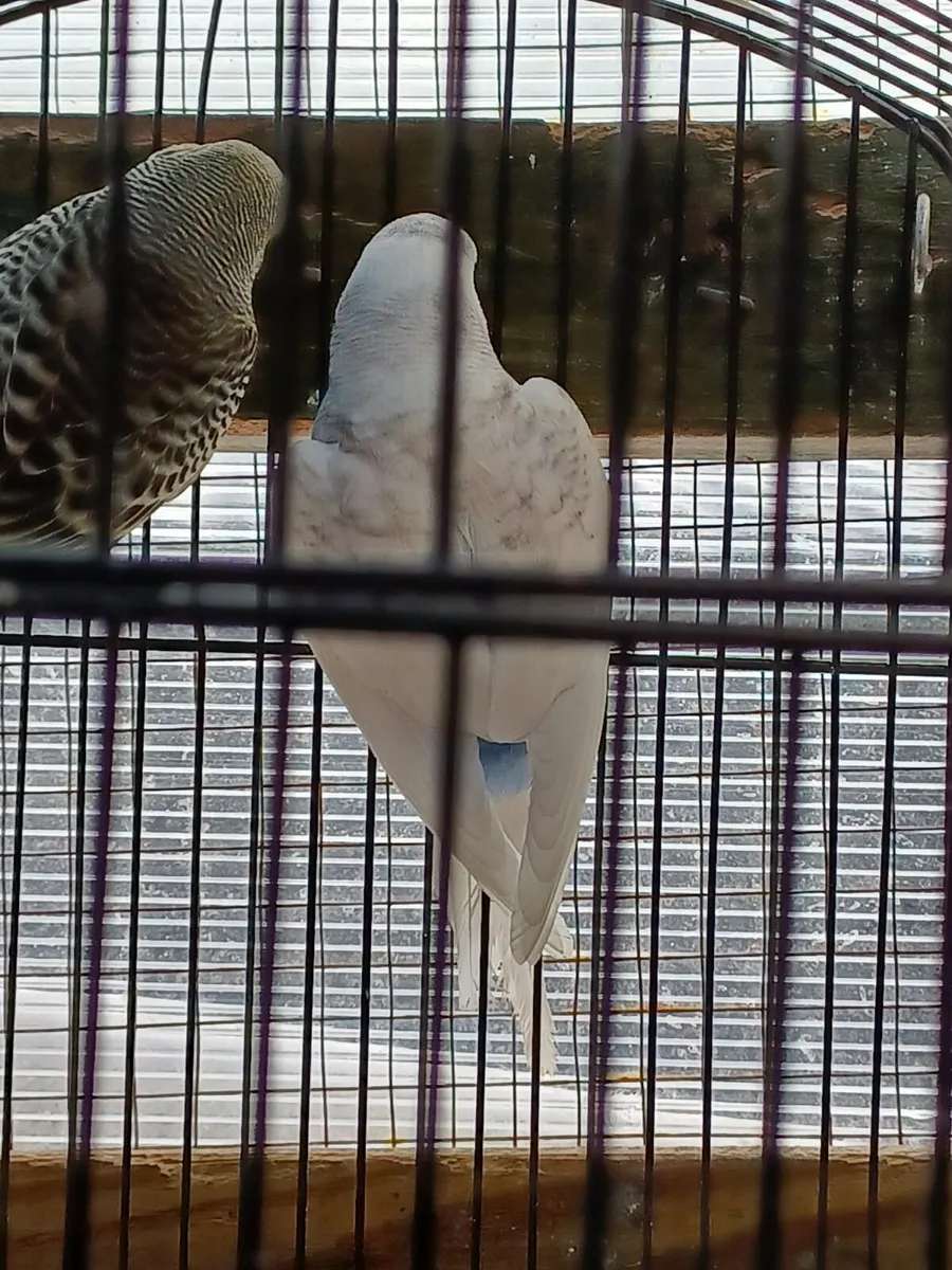 Baby budgies - Image 2