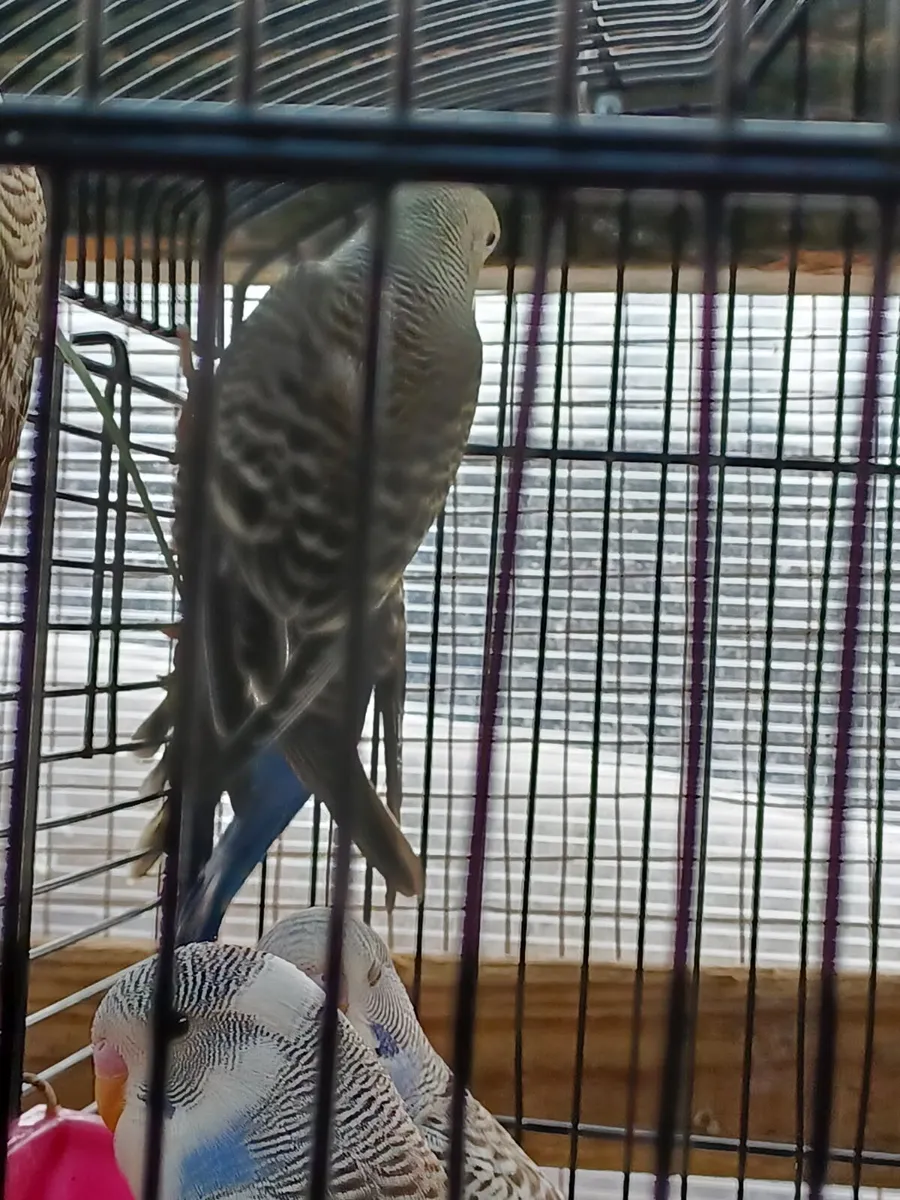Baby budgies - Image 3