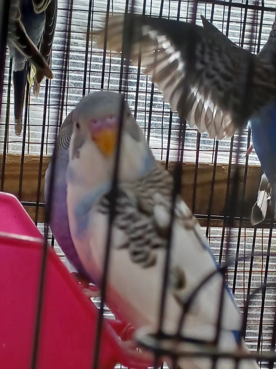 Baby budgies - Image 1