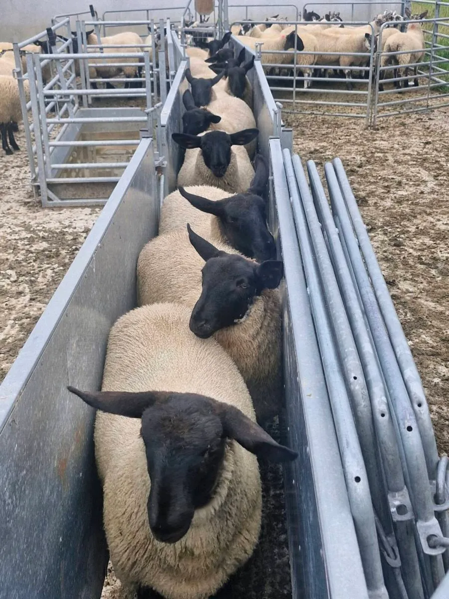 Ewe Lambs - Image 4
