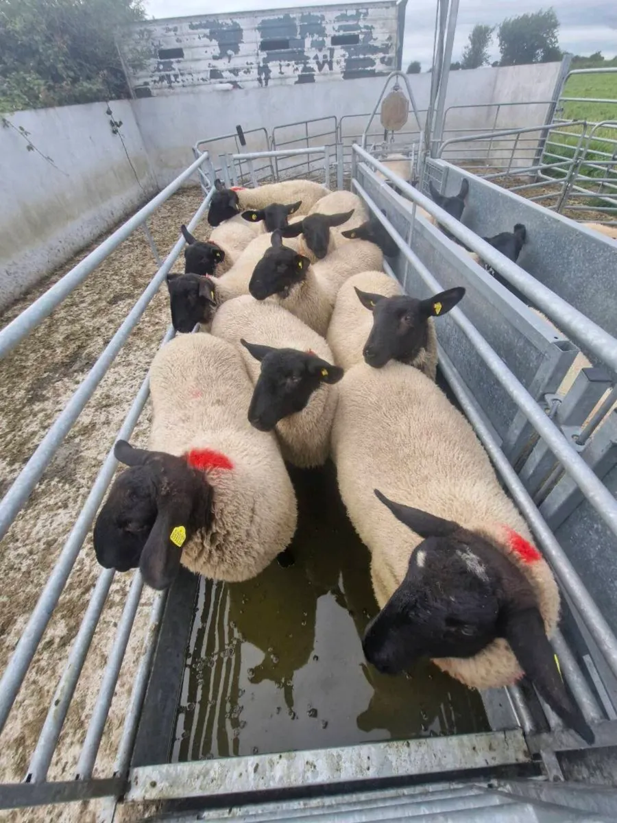 Ewe Lambs - Image 2