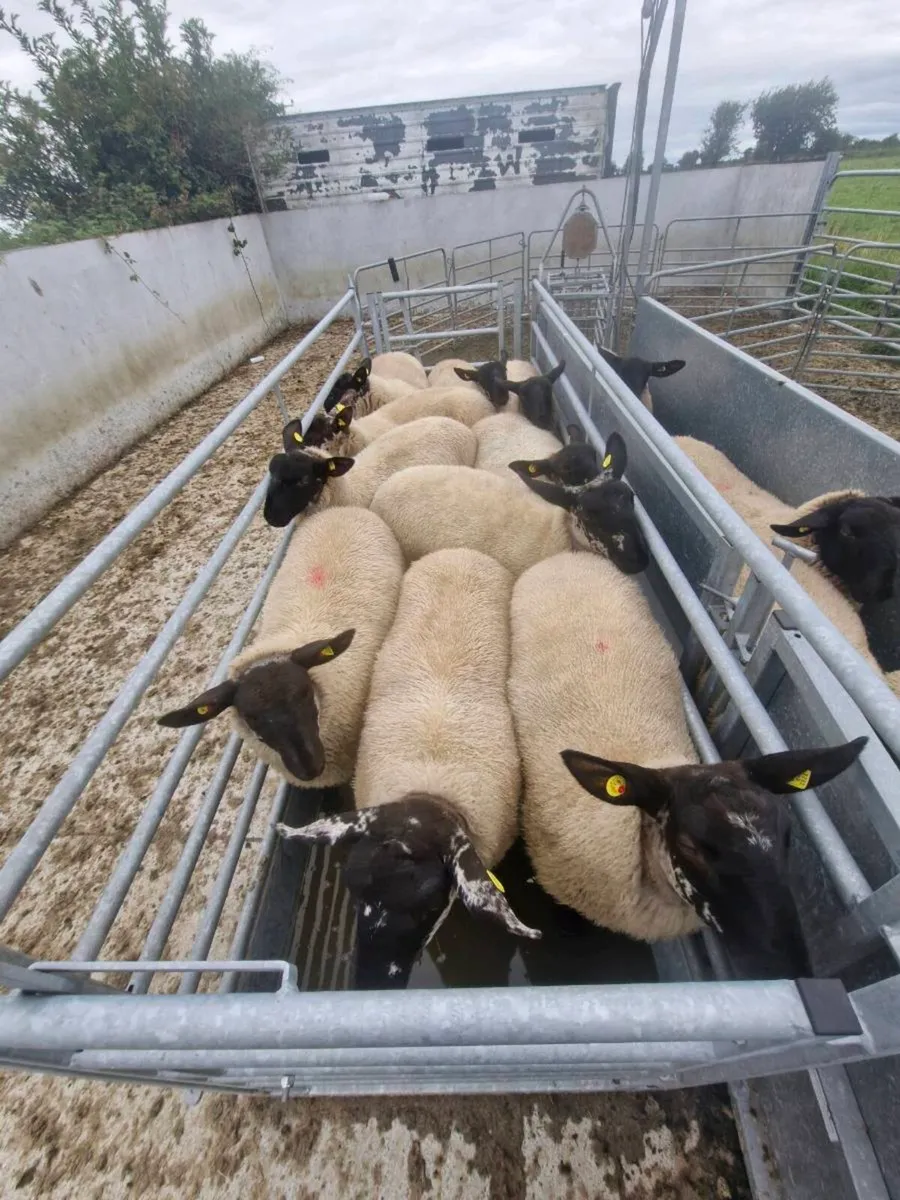 Ewe Lambs - Image 3