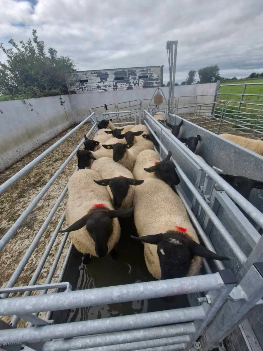 Ewe Lambs - Image 1