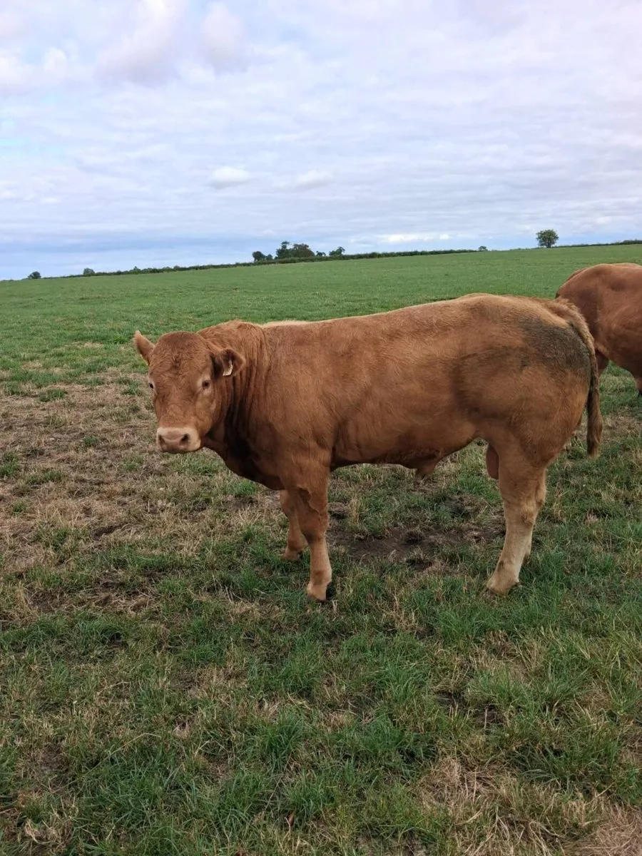 PBR Limousin Bull - Image 2