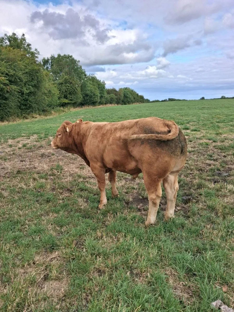 PBR Limousin Bull - Image 3