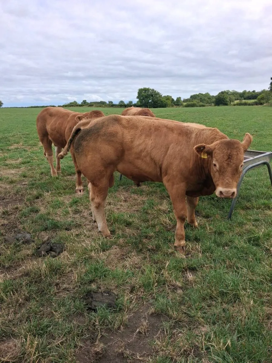 PBR Limousin Bull - Image 4