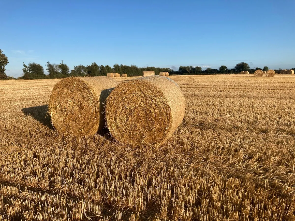 Barley Straw for Sale - Image 2