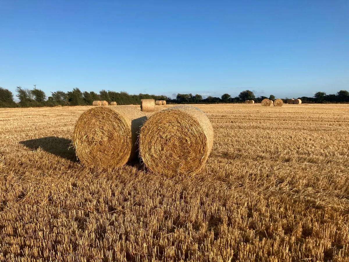 Barley Straw for Sale - Image 3
