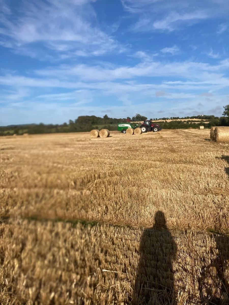 Barley Straw for Sale - Image 1
