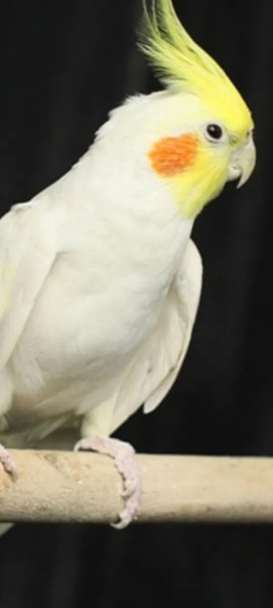 Birds - Image 1