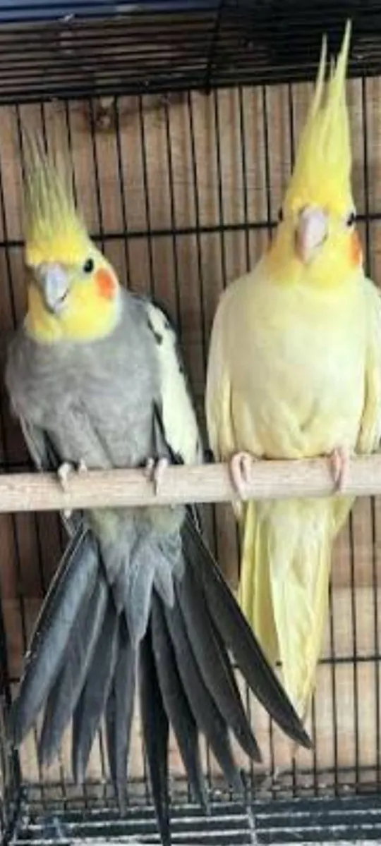 Birds - Image 2