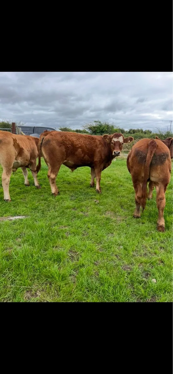 **U grade Bullocks ** - Image 1