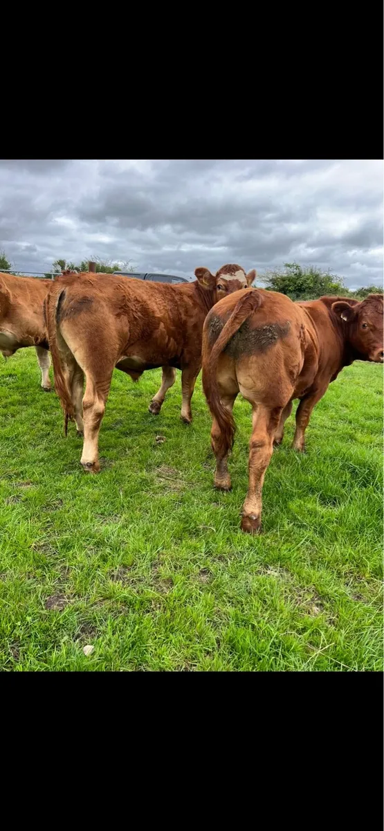 **U grade Bullocks ** - Image 2