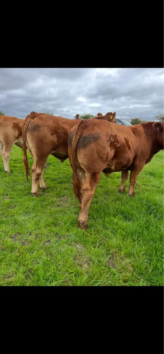 **U grade Bullocks ** - Image 3