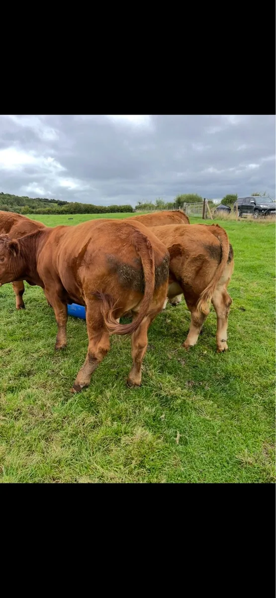 **U grade Bullocks ** - Image 4