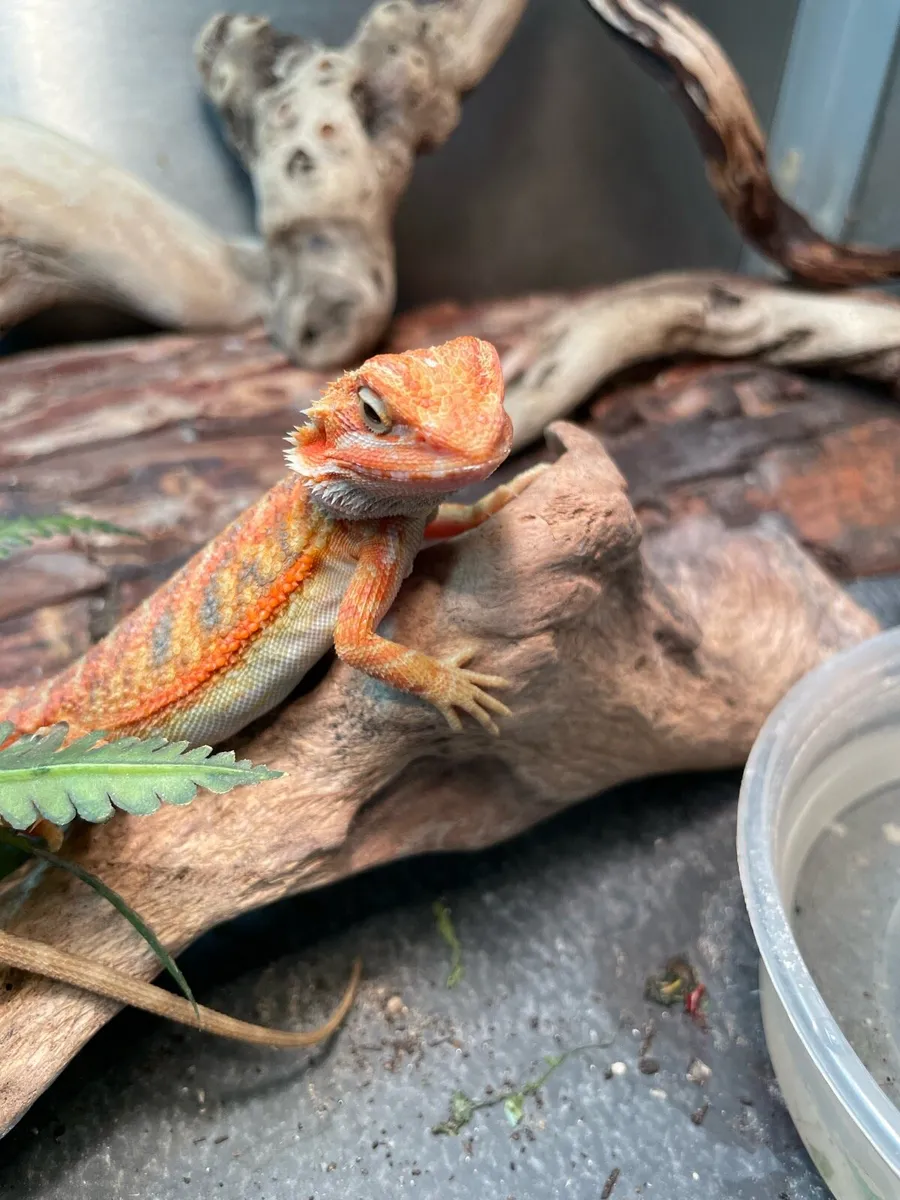 Hypo trans Bearded dragon - Image 1