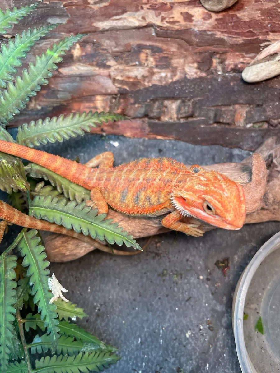 Hypo trans Bearded dragon - Image 2