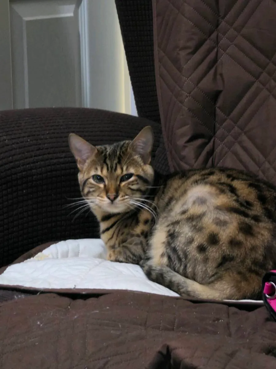 Cat - Image 3