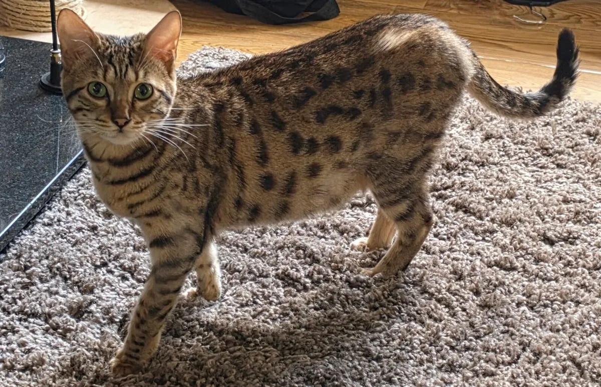Cat - Image 4