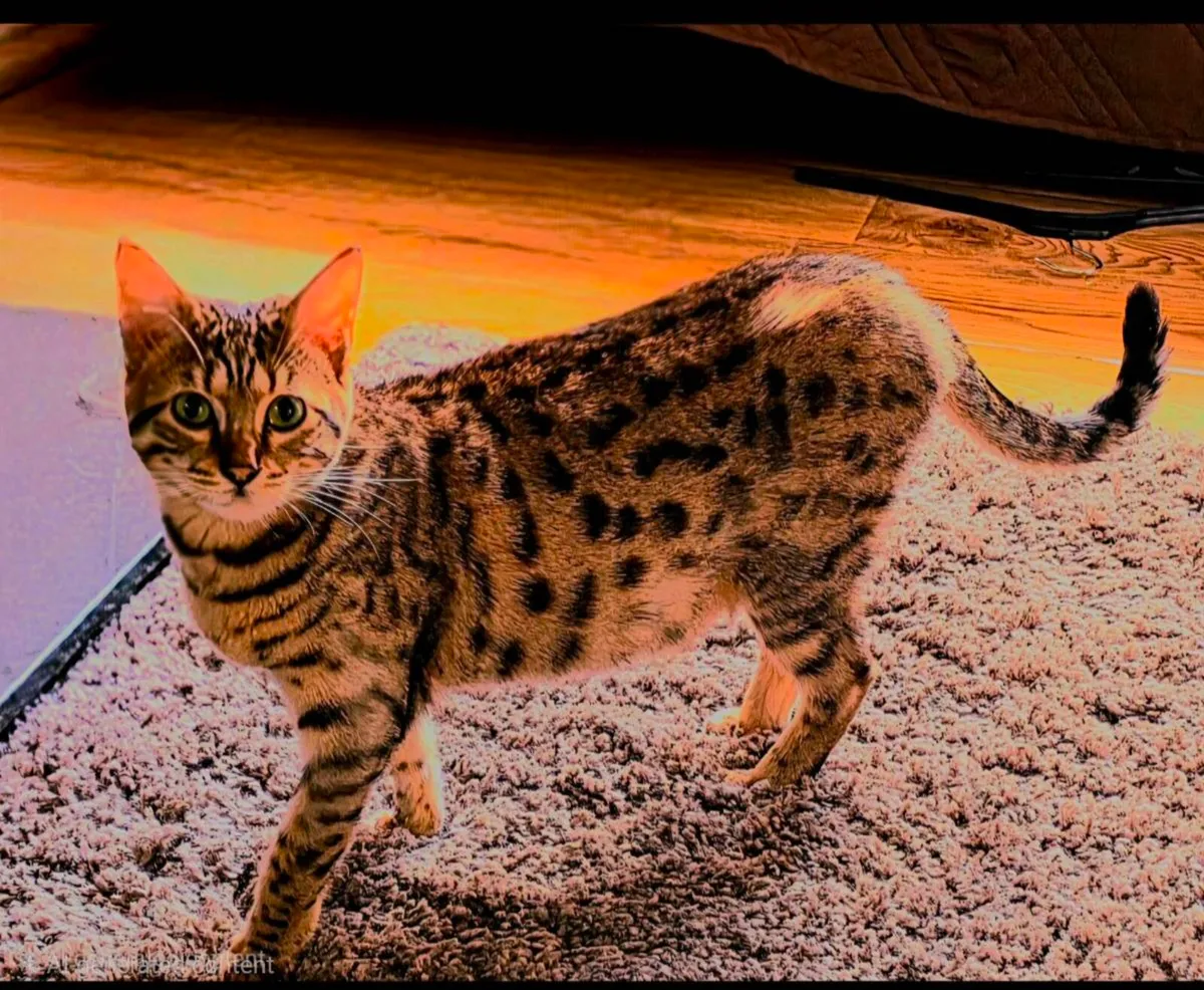 Cat - Image 1
