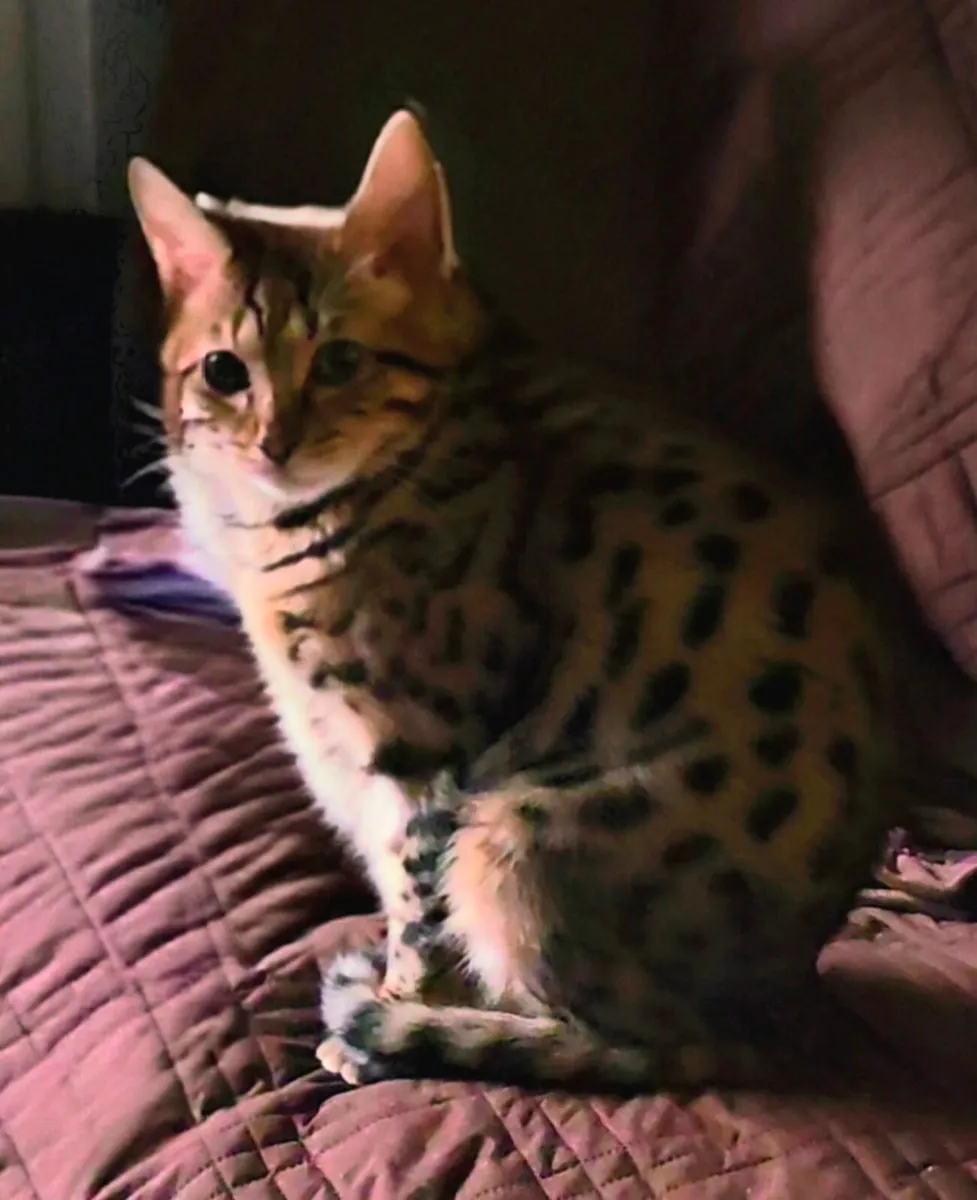 Cat - Image 2