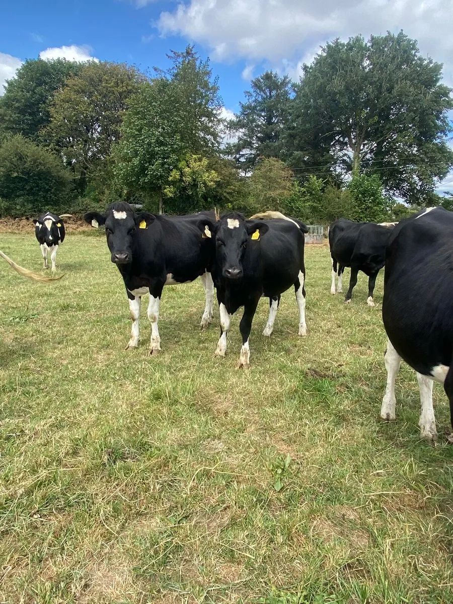 Incalf heifers - Image 1