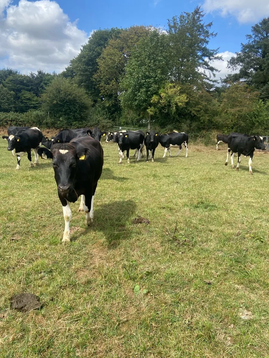 Incalf heifers - Image 2
