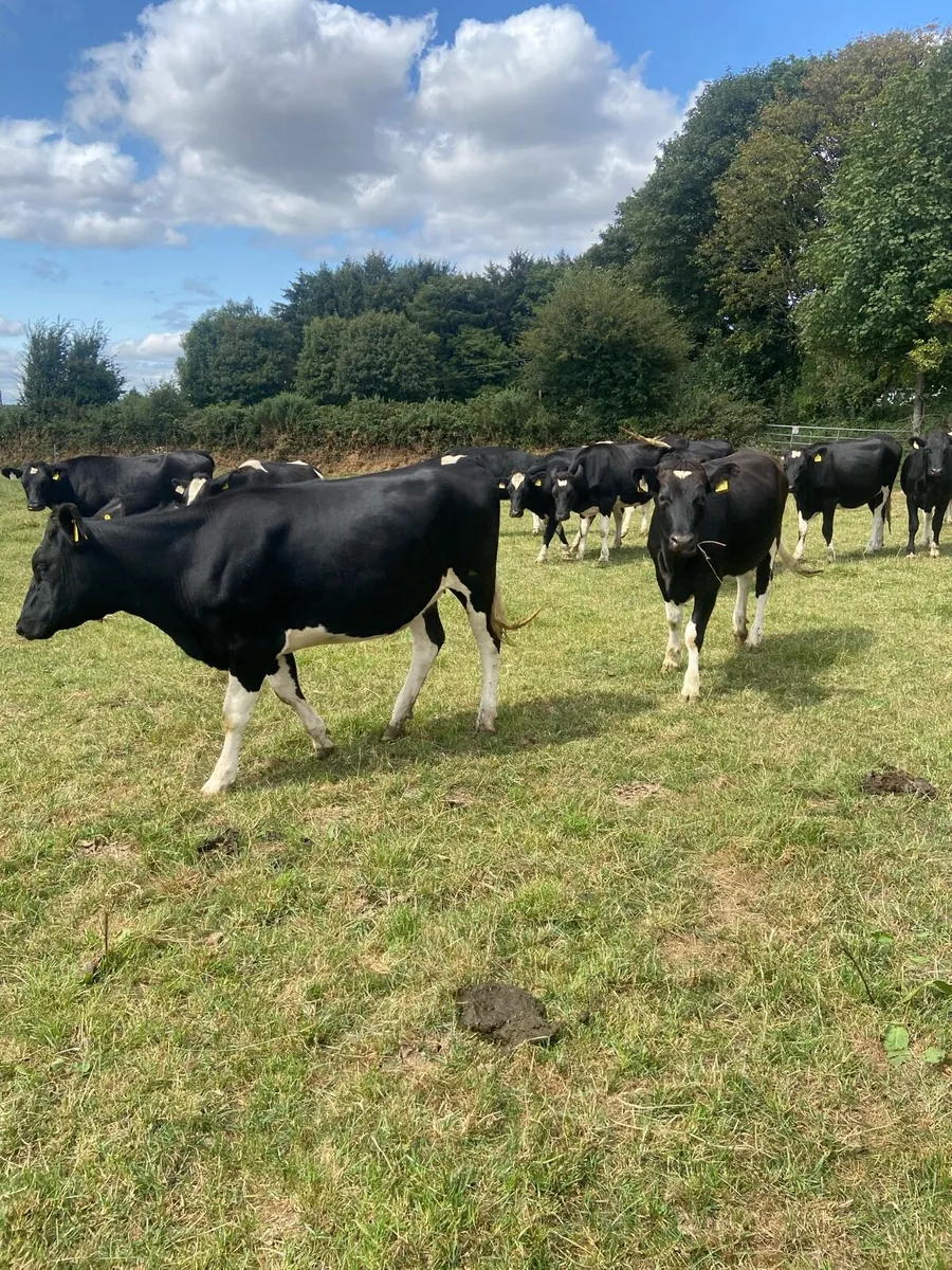 Incalf heifers - Image 3