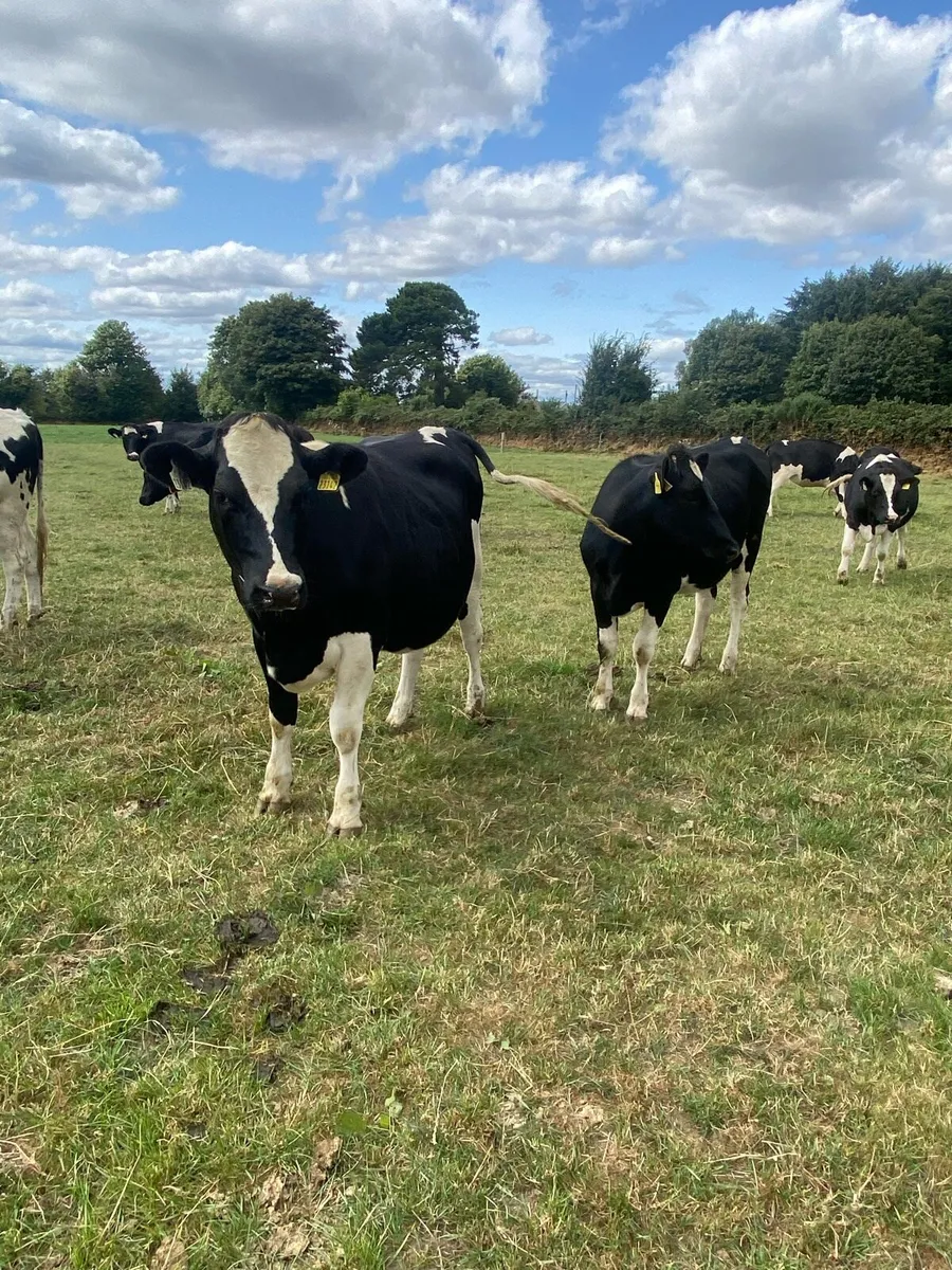Incalf heifers - Image 4