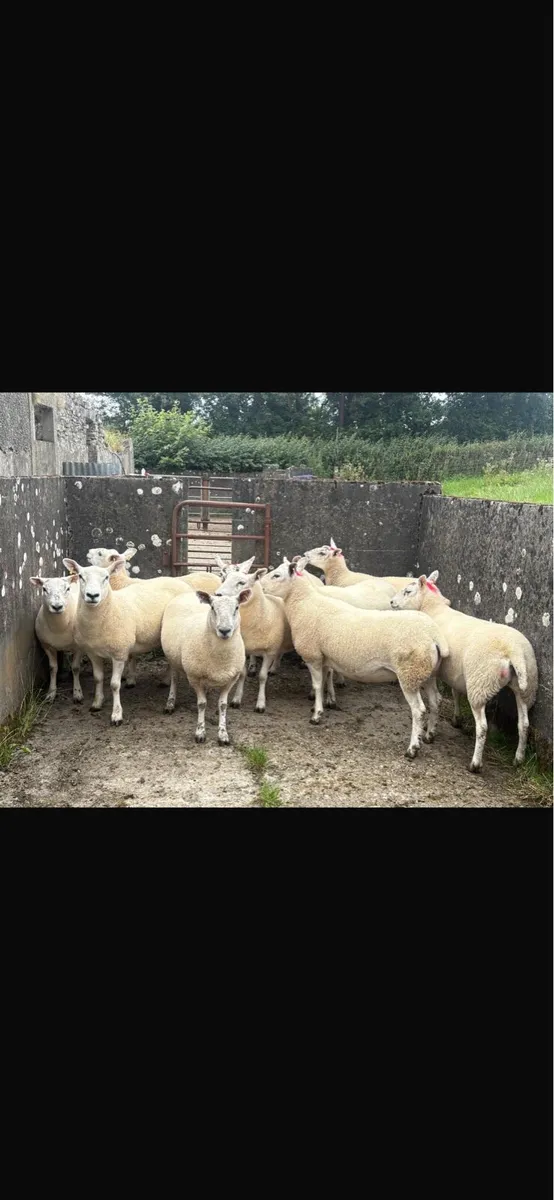 Texel hoggets - Image 1