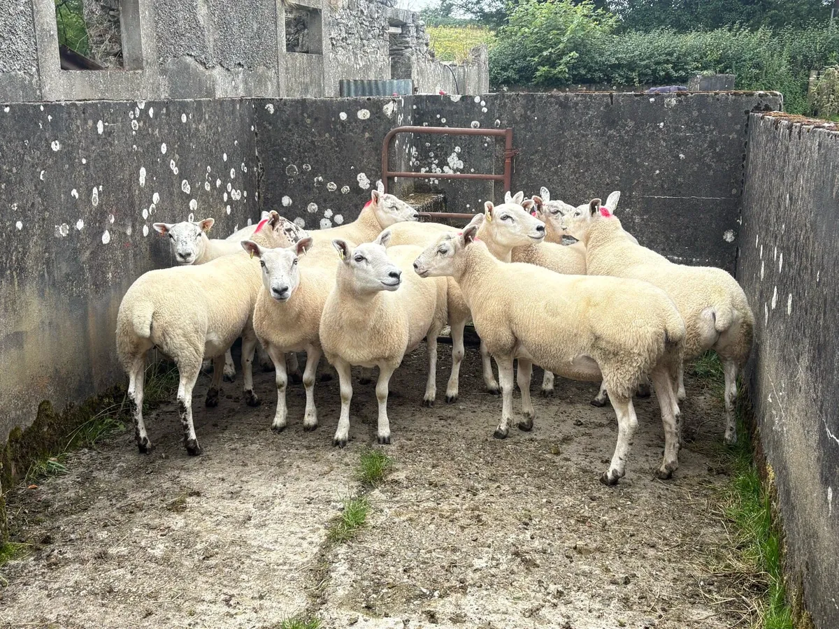 Texel hoggets - Image 2