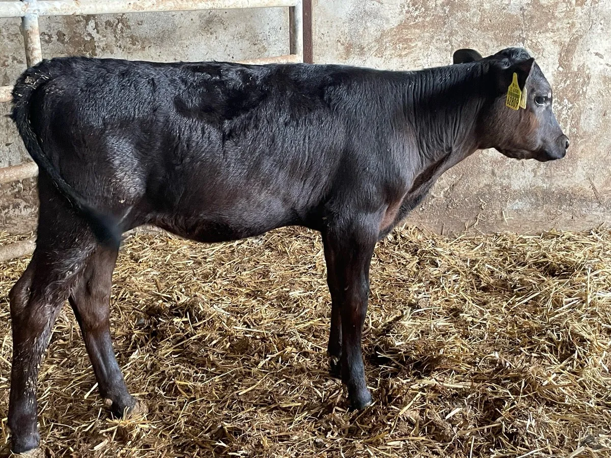 Calves - Image 2