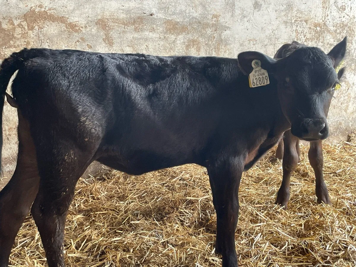 Calves - Image 4