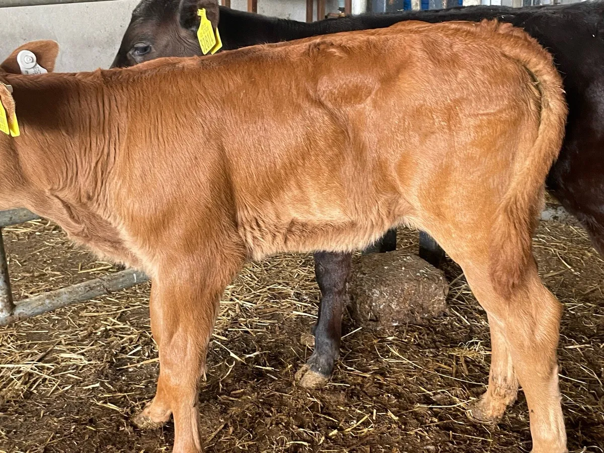 Calves - Image 3