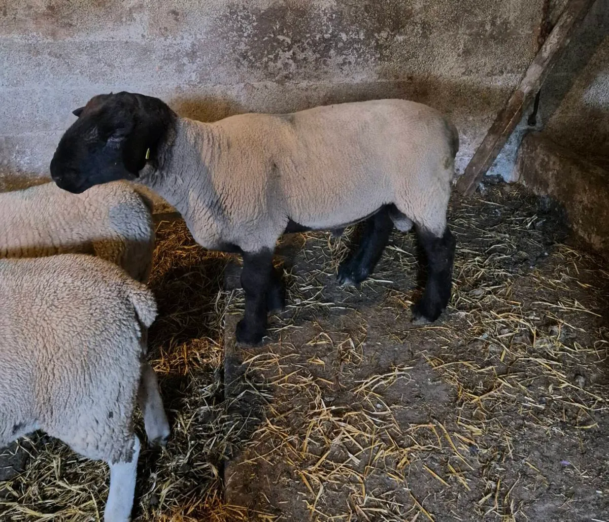 Suffolk Ram - Image 1
