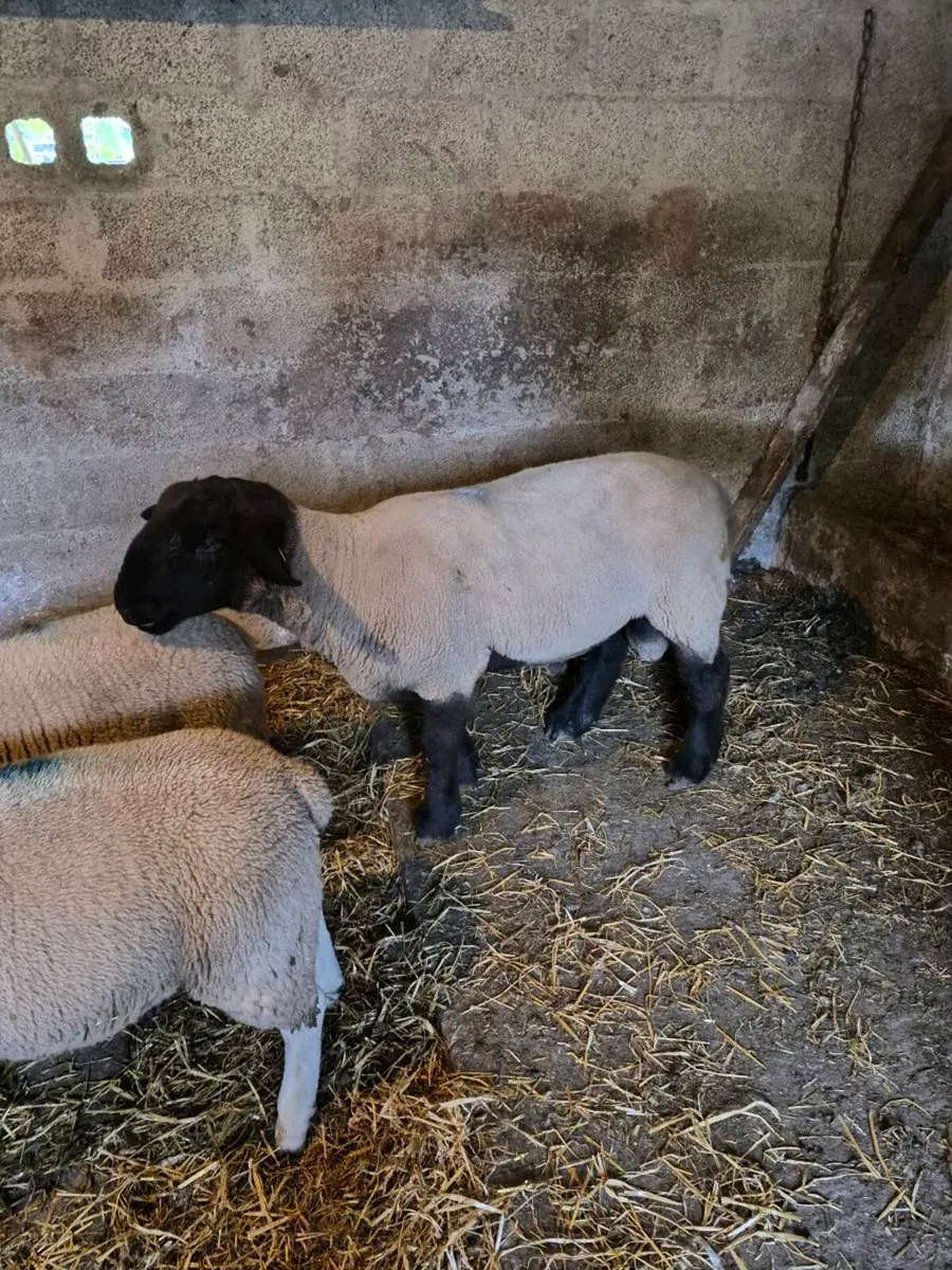Suffolk Ram - Image 2