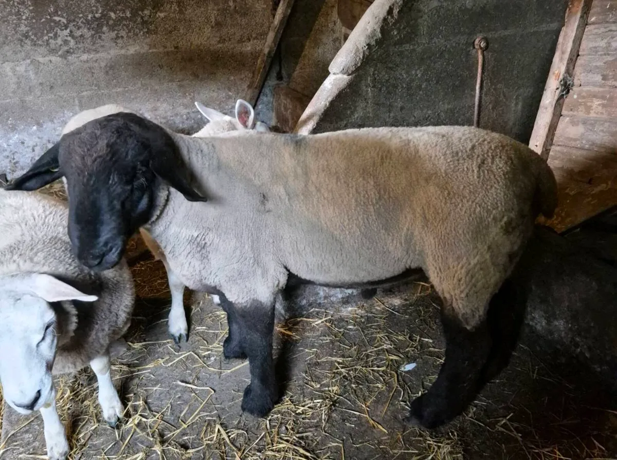 Suffolk Ram - Image 3