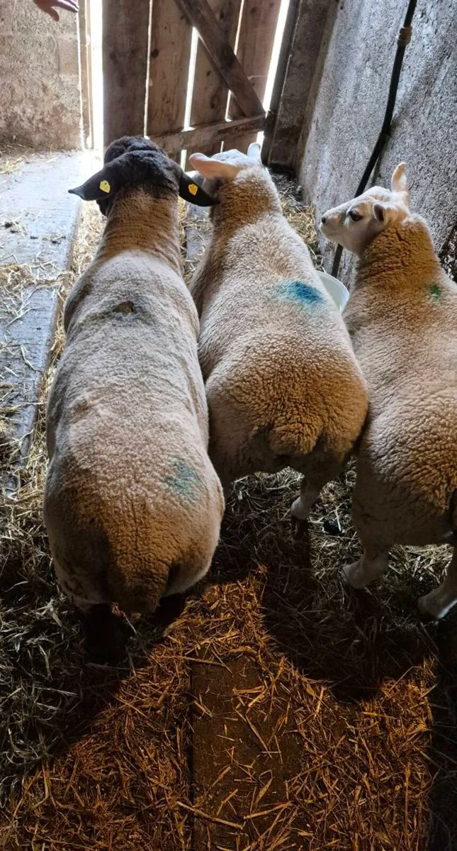 Suffolk Ram - Image 4
