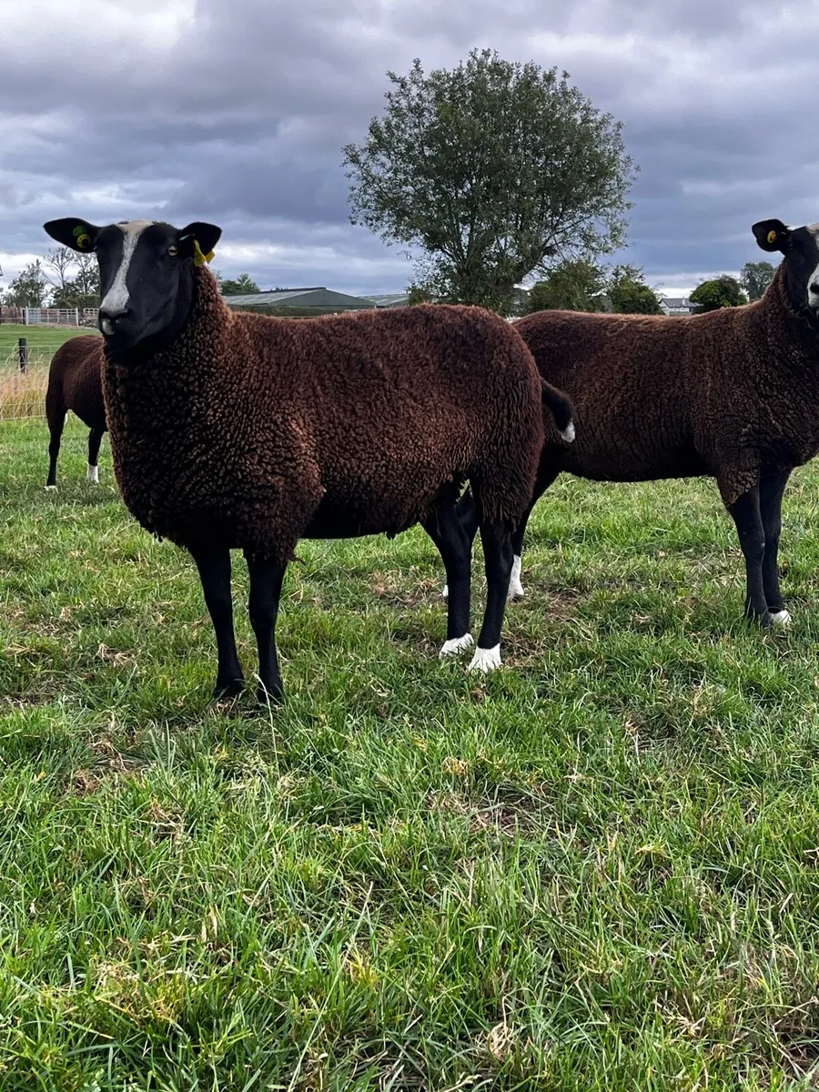 Pedigree Zwartble Ewe Hoggets - Image 3