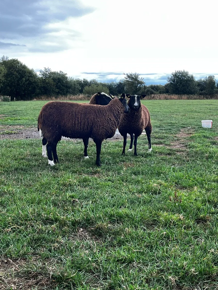 Pedigree Zwartble Ewe Hoggets - Image 4