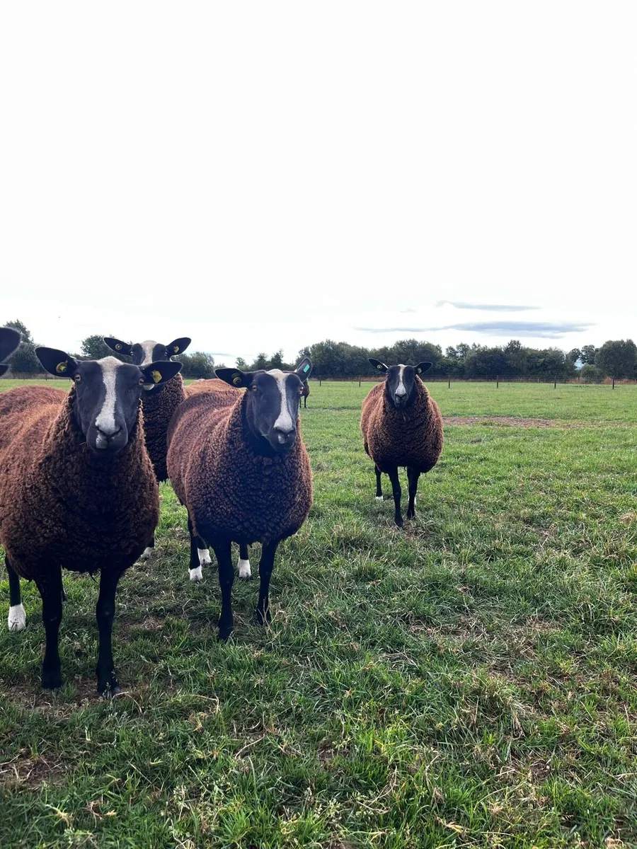 Pedigree Zwartble Ewe Hoggets - Image 1