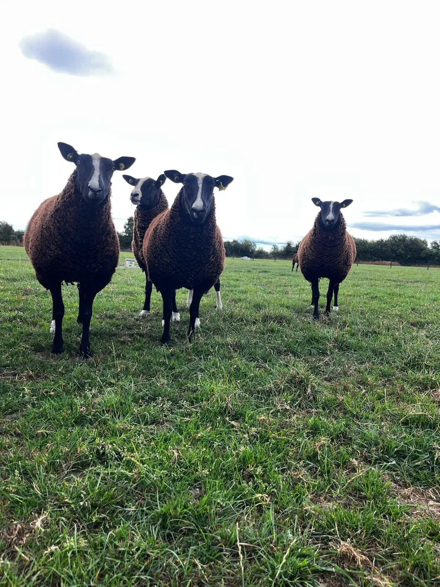 Pedigree Zwartble Ewe Hoggets - Image 2
