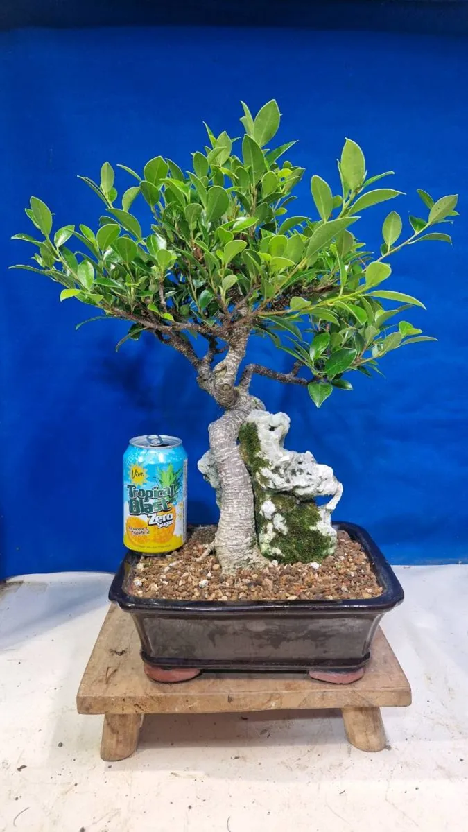 Tigerbark Ficus Bonsai - Image 1