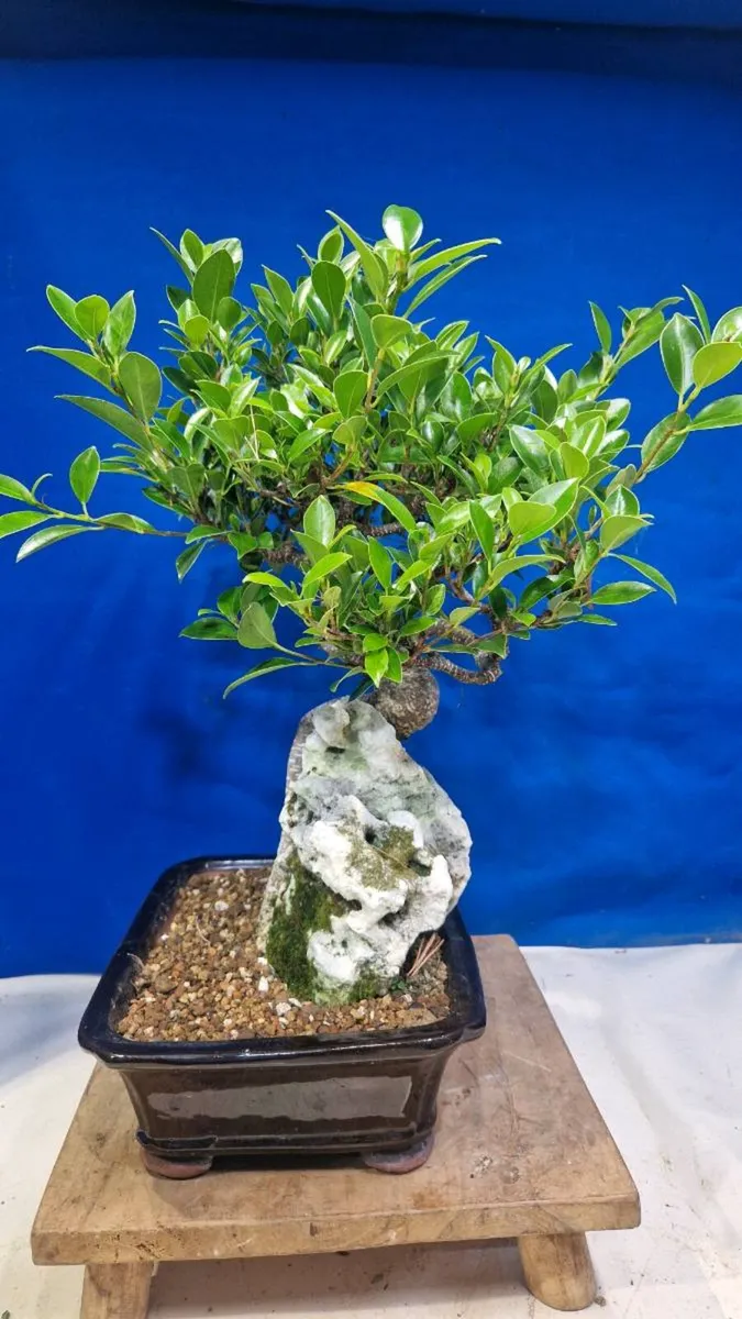 Tigerbark Ficus Bonsai - Image 4