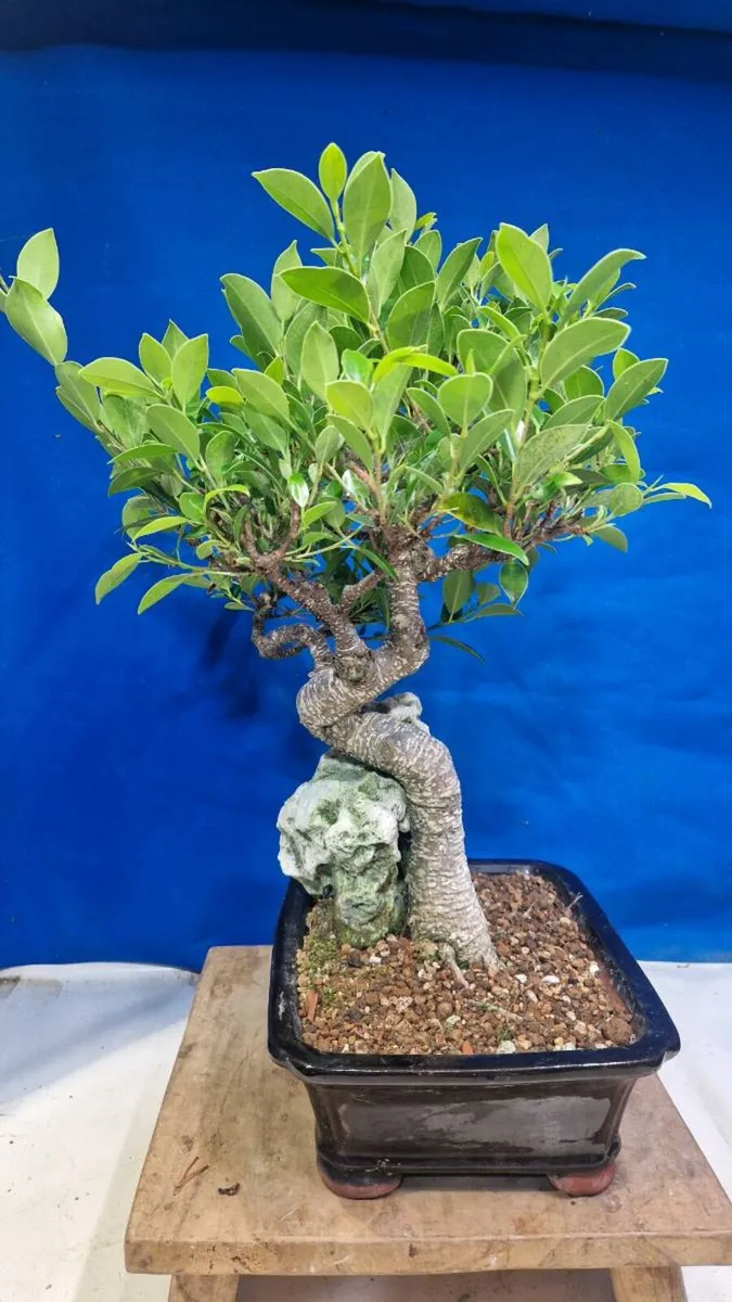 Tigerbark Ficus Bonsai - Image 2