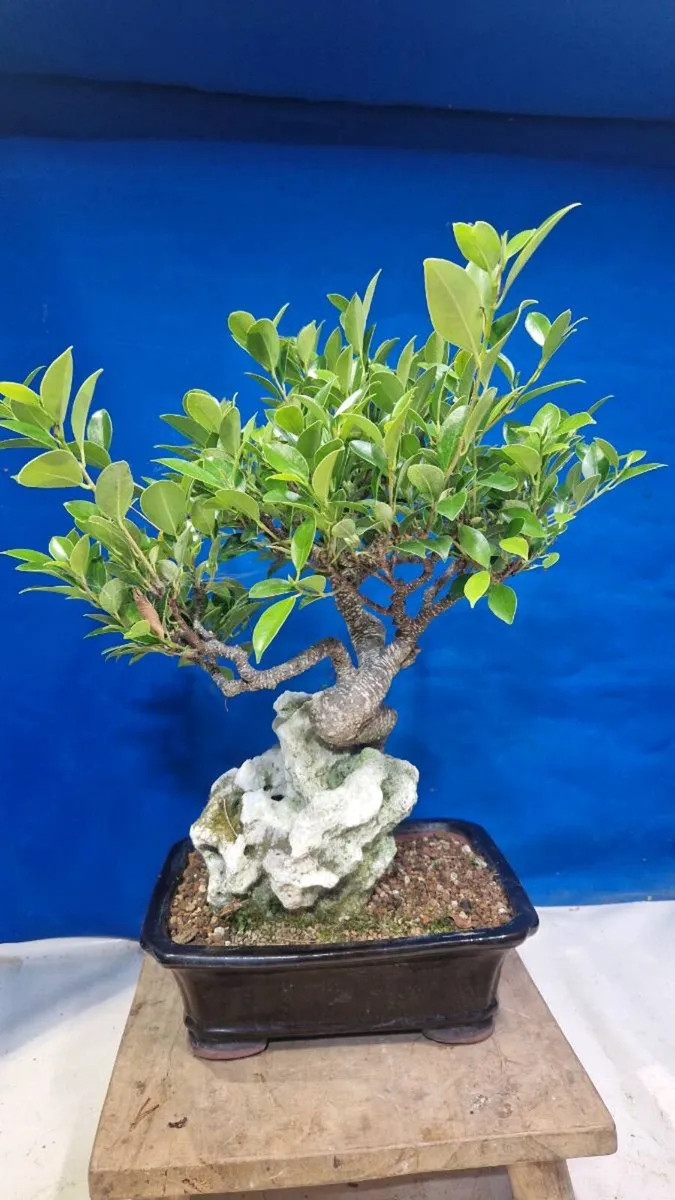 Tigerbark Ficus Bonsai - Image 3