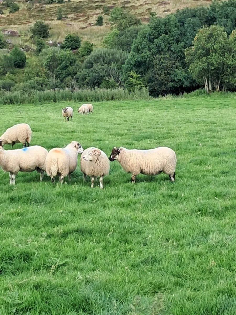 Hiltex lambs - Image 1