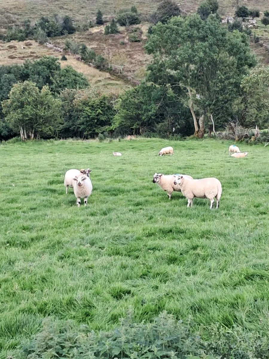 Hiltex lambs - Image 3