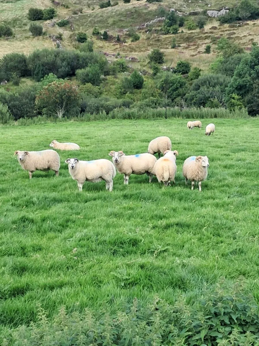 Hiltex lambs - Image 4