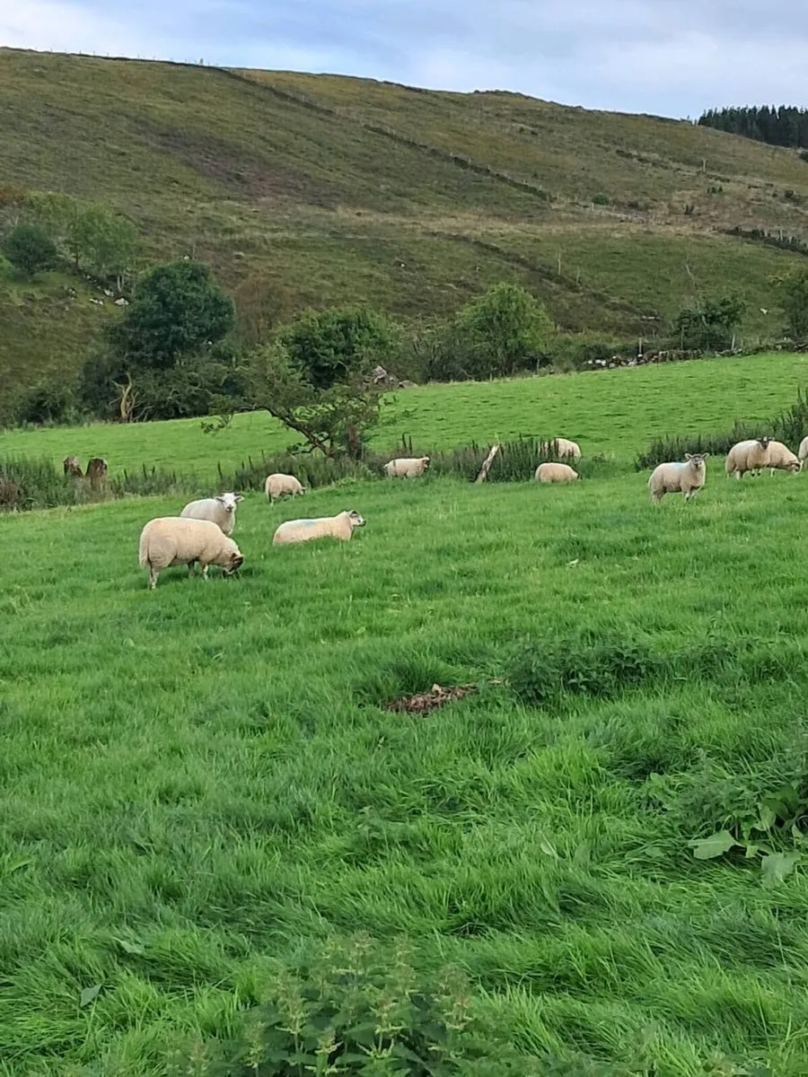 Hiltex lambs - Image 2